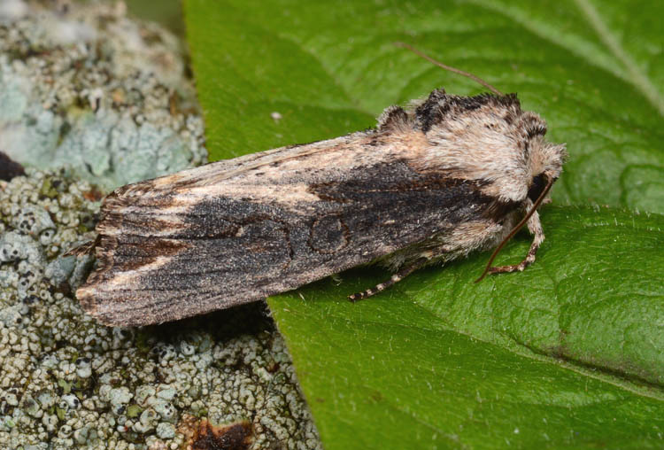 Noctuidae molto variabile